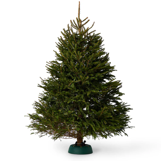 Pot Grown Living Nordmann Fir Delivery to Horsforth
